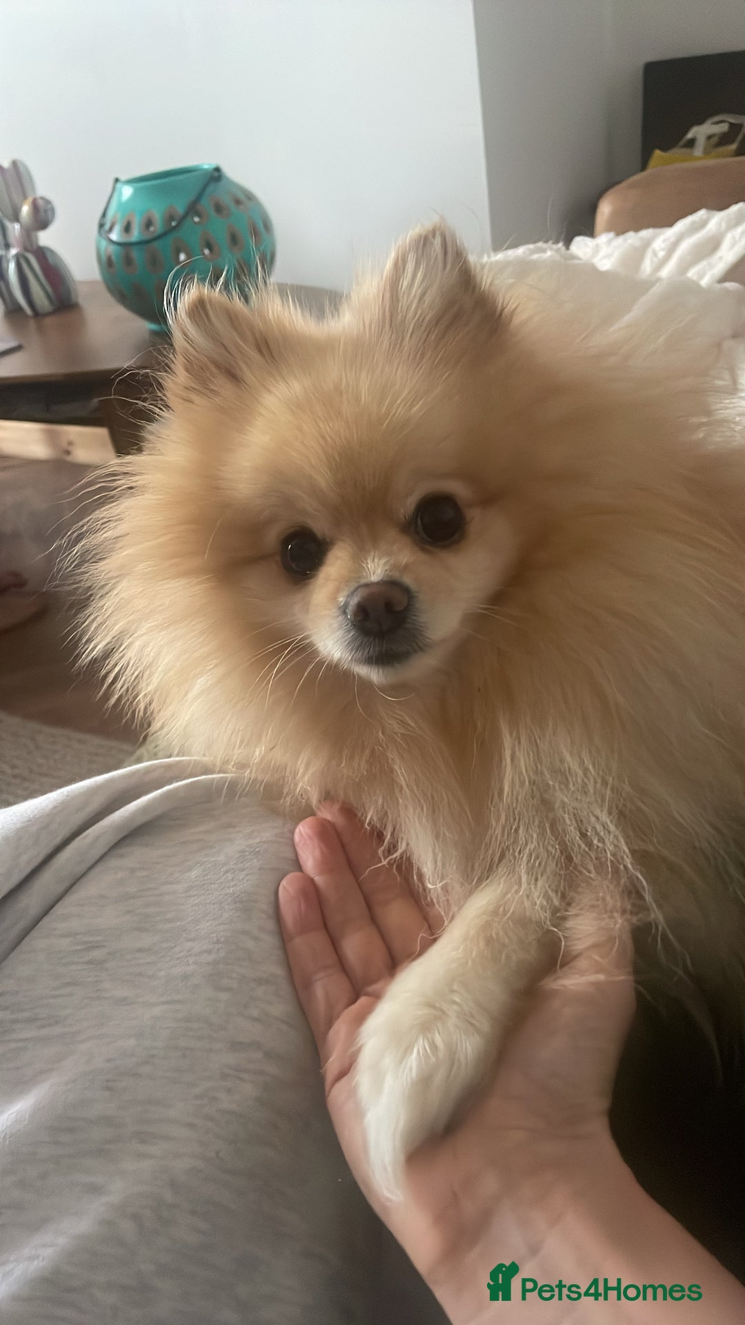 Pomeranian dogs for stud: Teddy cream KC register Pomeranian  - Advert 4