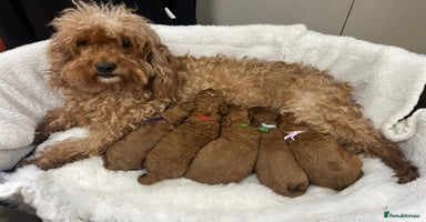 Cavapoo dogs - Advert 11