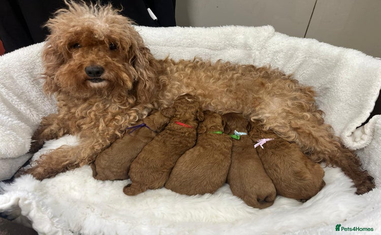 Cavapoo dogs - Advert 2