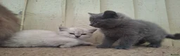 British Shorthair cats for sale: British shorthair kittens - Advert 3