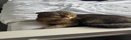 Scottish Fold cats for sale: Scottish fold x tabby  - Advert 2