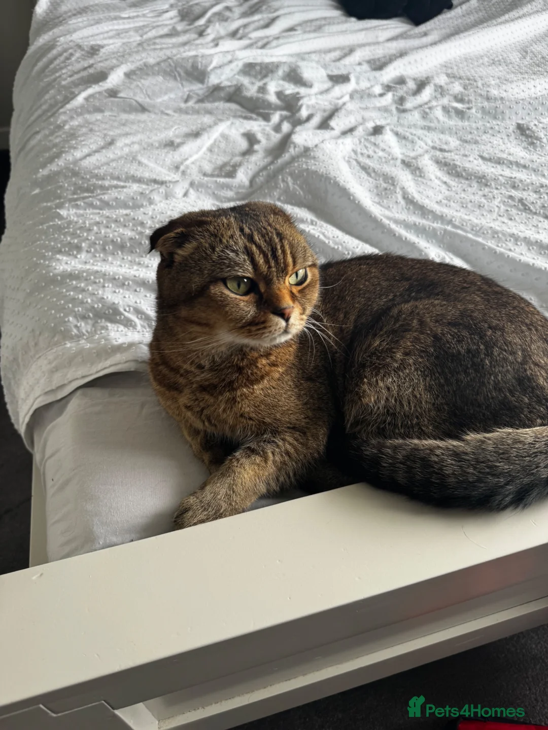 Scottish Fold cats for sale: Scottish fold x tabby  - Advert 2