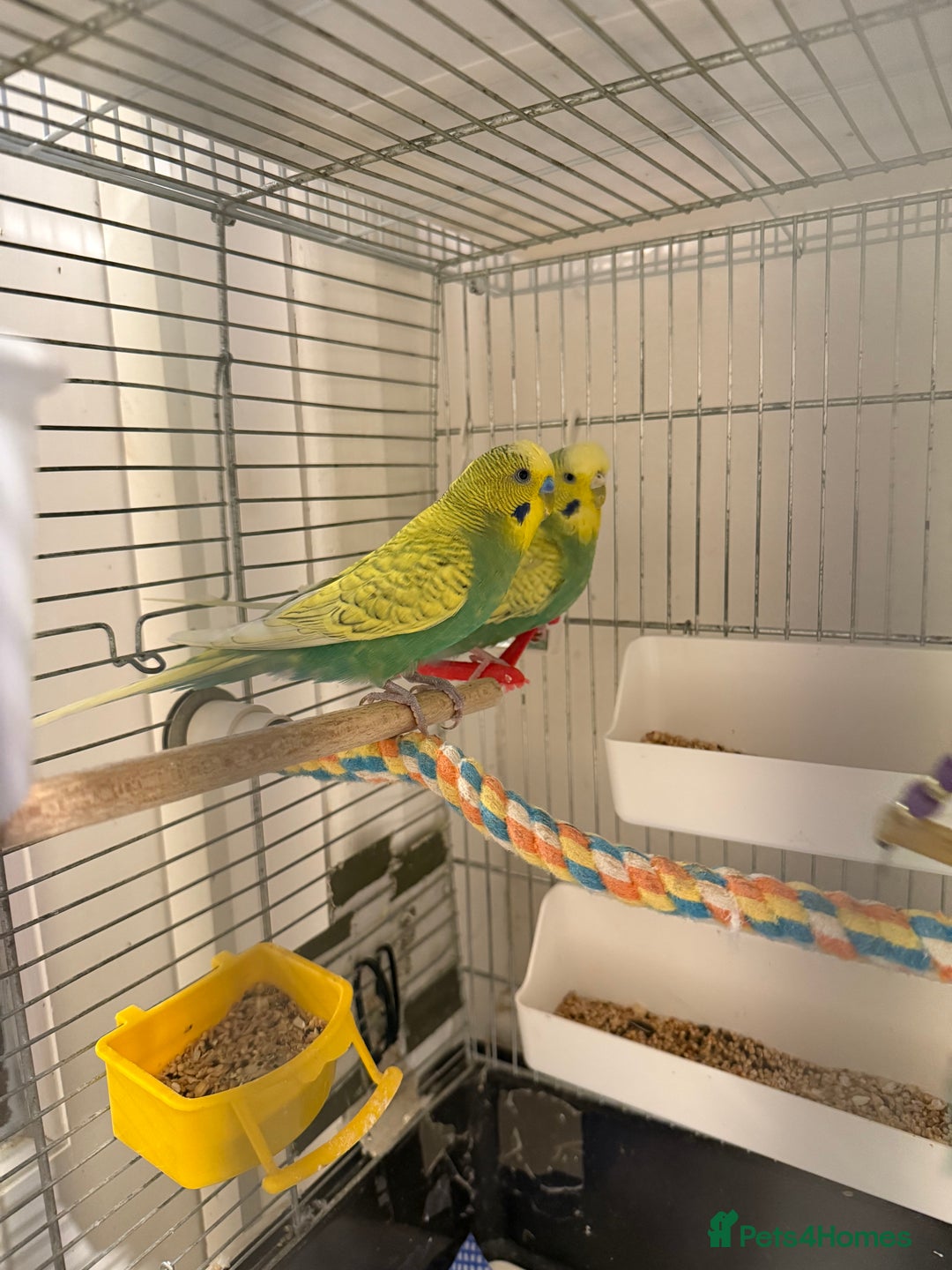 Budgerigars birds for sale: BABY BUDGIES FOR SALE  - Advert 8