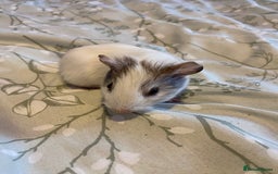 Guinea Pig rodents for sale: Guinea pigs  - Image 6