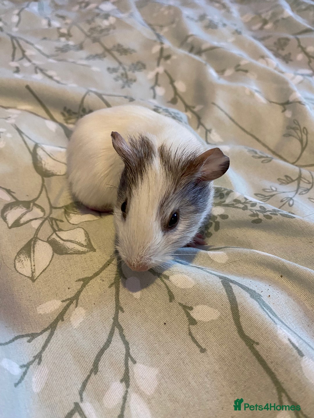 Guinea Pig rodents for sale: Guinea pigs  - Image 6