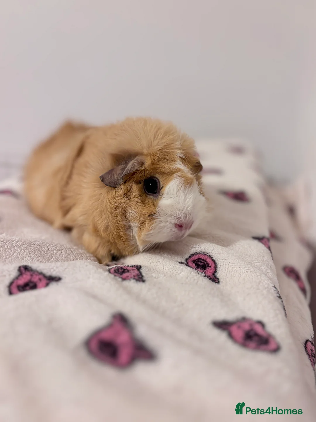 Guinea Pig rodents for sale: Darcy and Daphne - Looking for their forever home - Advert 3