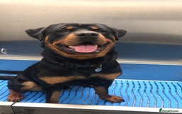 Rottweiler dogs for sale: Old fashioned big rottweiler pups  - Image 20