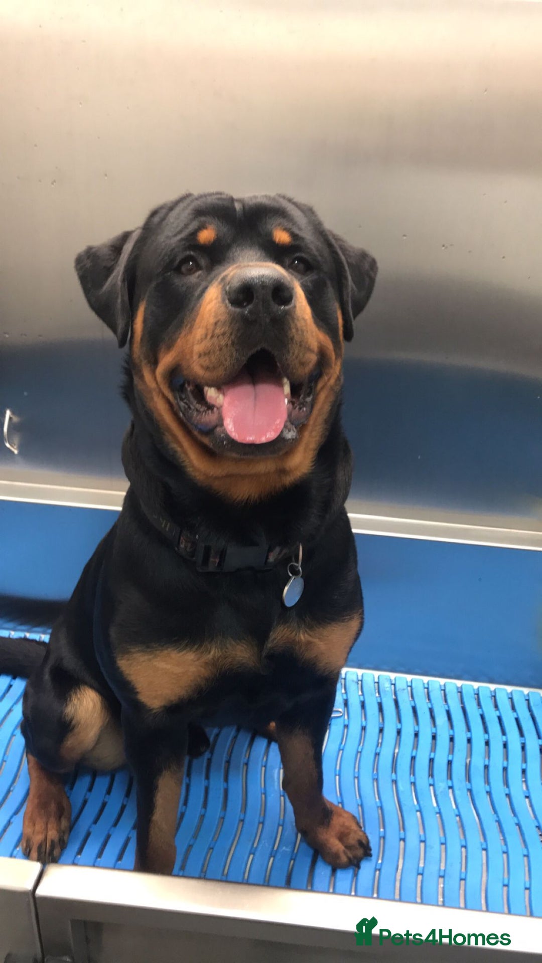 Rottweiler dogs for sale: Old fashioned big rottweiler pups  - Image 20