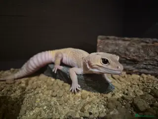 Leopard Gecko reptiles Male leopard gecko - Advert 3