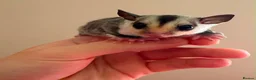Sugar Glider rodents for sale: White face sugar glider Male 100% het leu - Advert 4