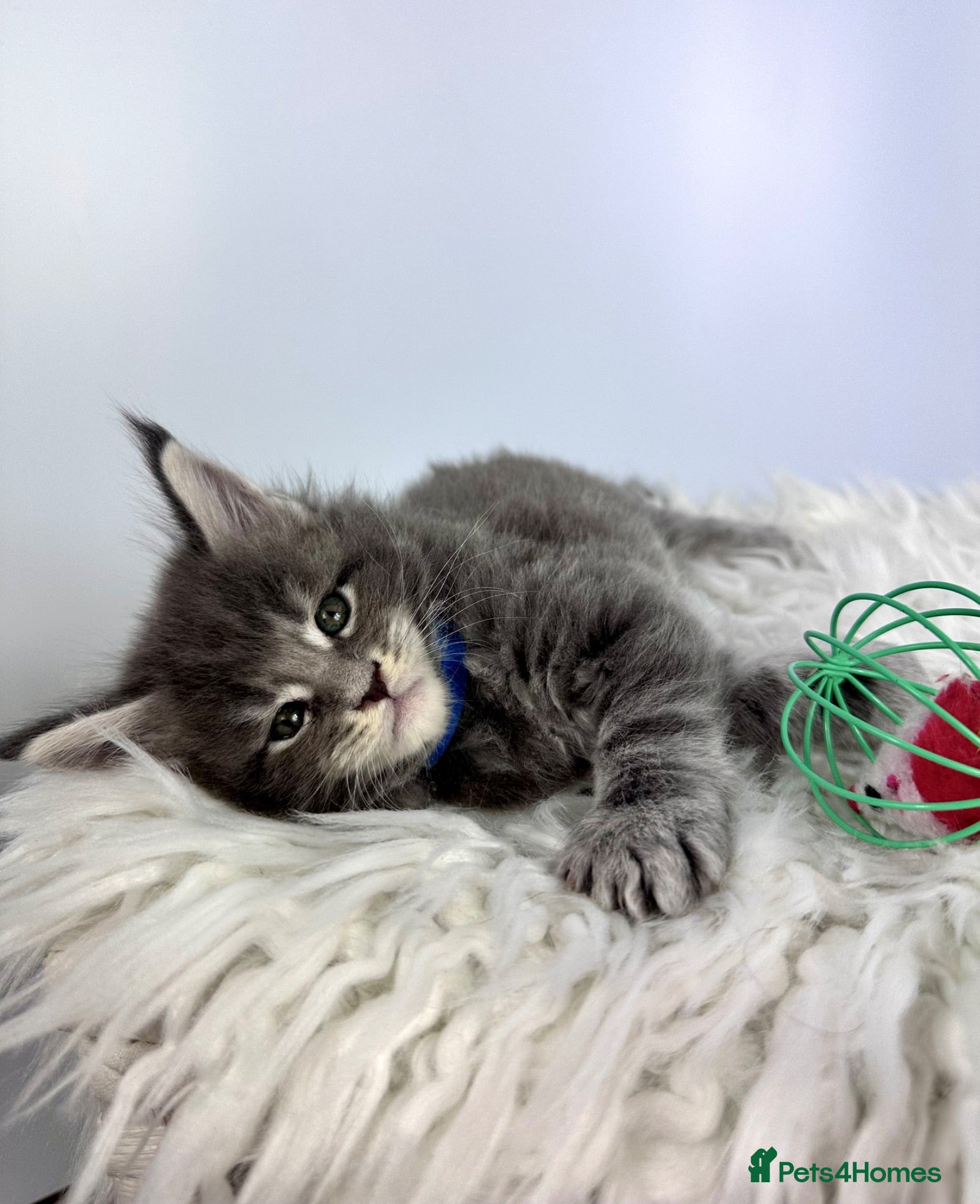 Maine Coon cats ✨7 Gorgeous Pure Breed Maine Coon Kittens✨ - Advert 1