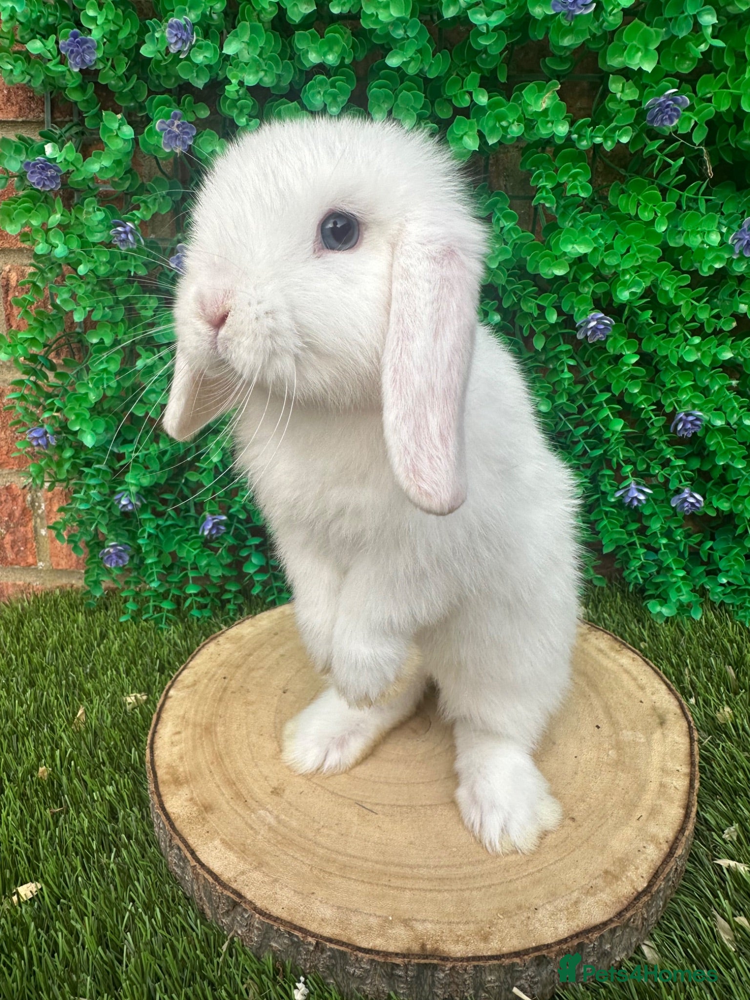 Mini Lop rabbits Beautiful purebred mini lops ready now 😍 - Advert 1