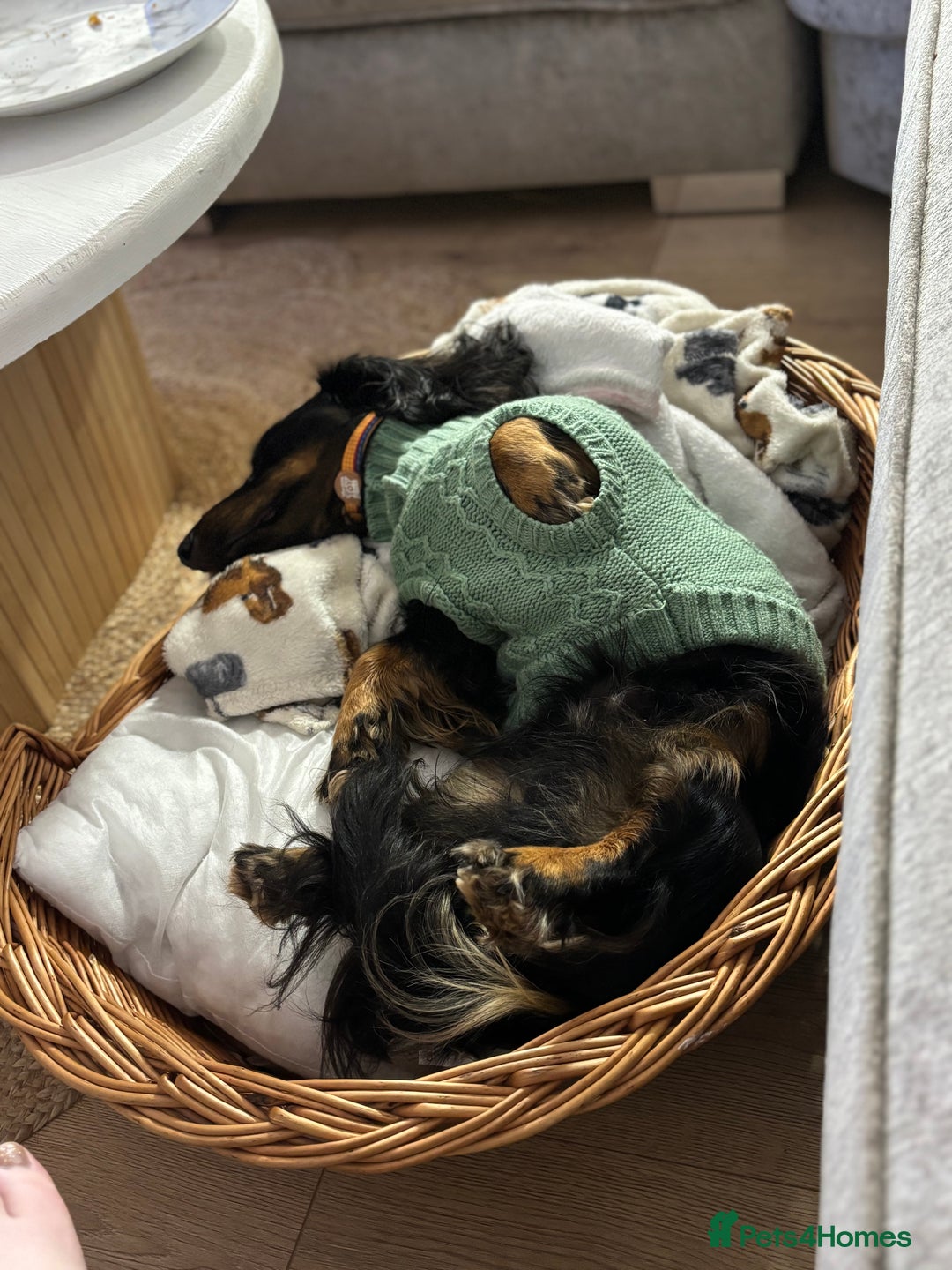 Miniature Dachshund dogs for sale:  long haired miniature dachshund male KC registere - Advert 36