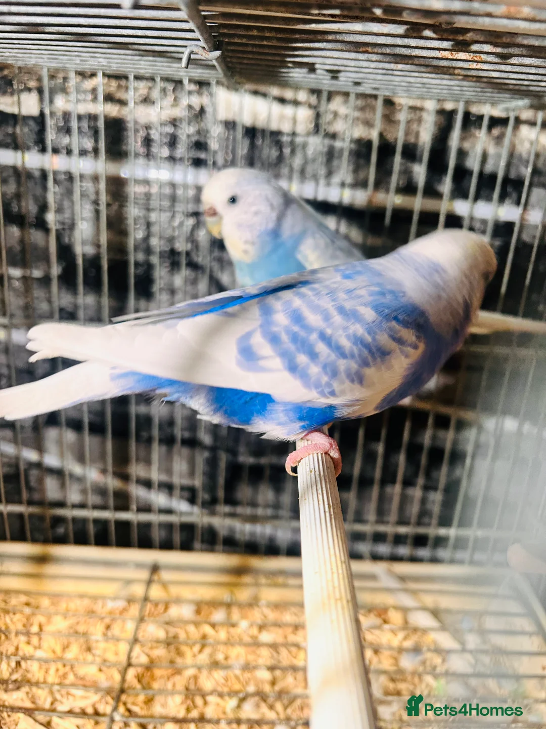 Budgerigars birds for sale: Various proven breeding pair budgies  - Advert 1
