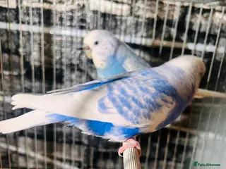 Budgerigars birds Various proven breeding pair budgies - Advert 19