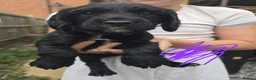 Sprocker dogs for sale: Sprocker Spaniel Puppies - Advert 15