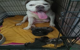 Mixed Breed dogs for sale: American Bulldog x Doberman Puppies - Image 7