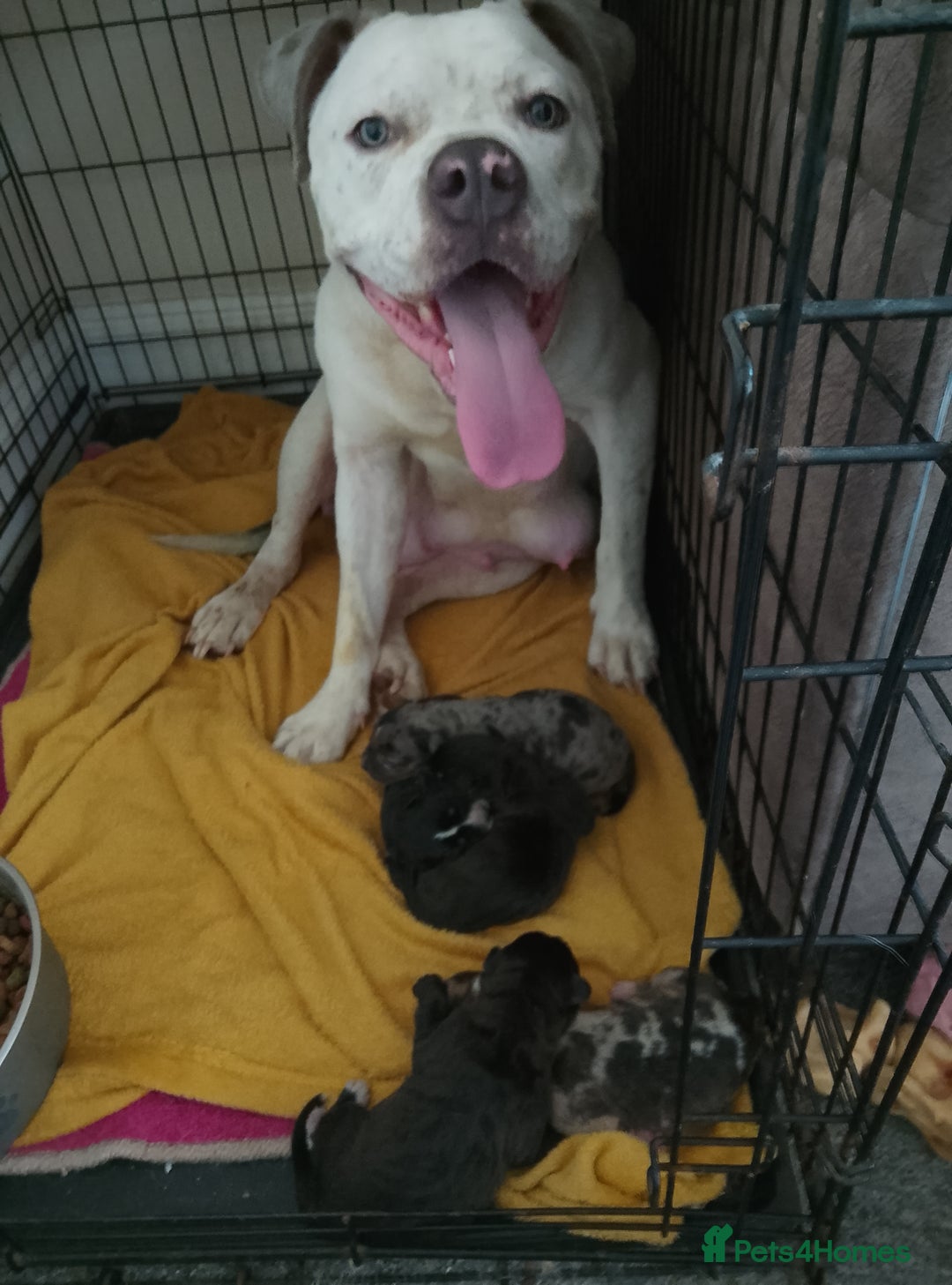 Mixed Breed dogs for sale: American Bulldog x Doberman Puppies - Image 7