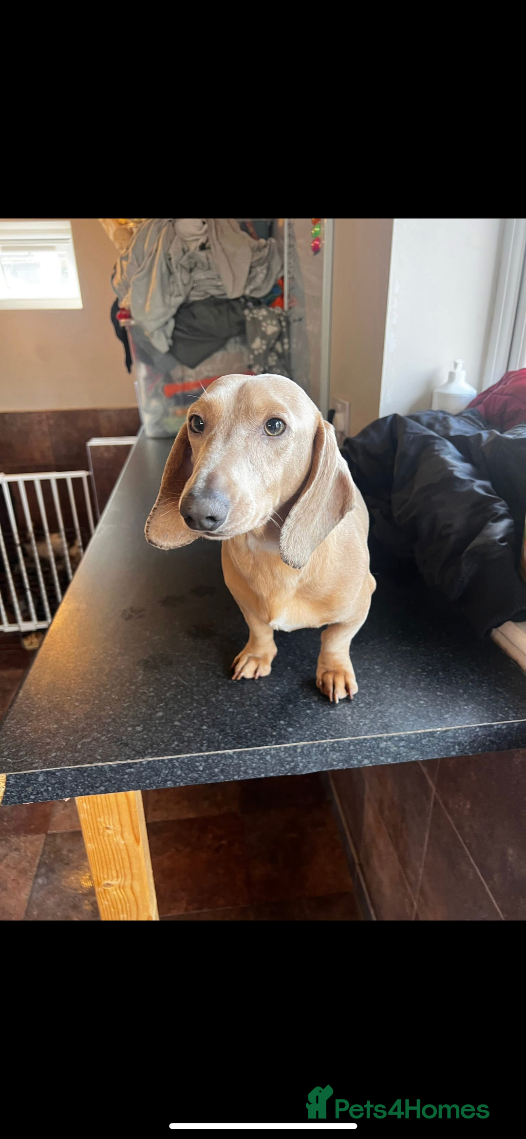 Miniature Dachshund dogs for stud: Miniature dachshunds (free Mircochips all pups) - Image 2