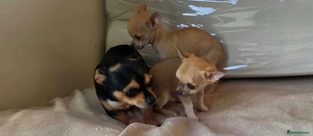 Chihuahua dogs for sale: Chihuahua puppies in Leighton Buzzard - Advert 3