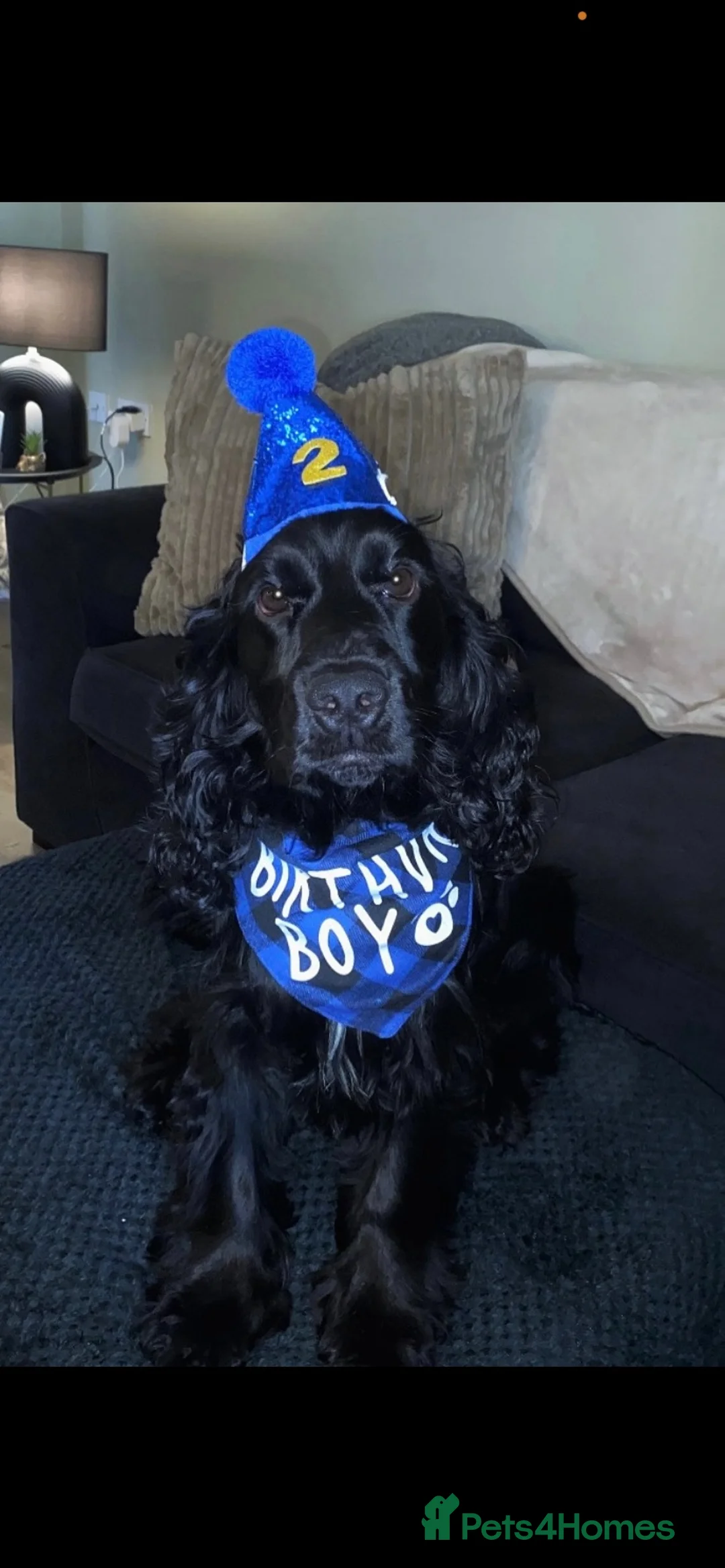 Cocker Spaniel dogs for stud: Available For Stud - Show Cocker Spaniel - Advert 2