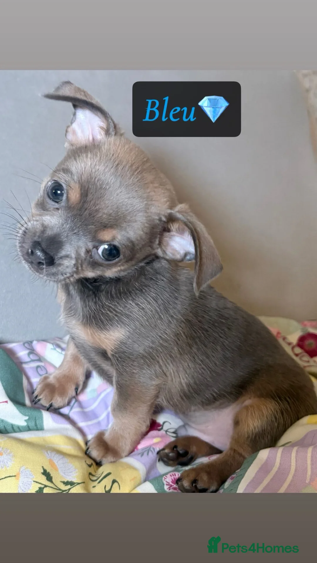 Chihuahua dogs for sale: Chihuahua Puppies💝 - Advert 7