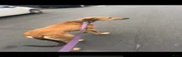 Lurcher dogs for sale: Saluki bull greyhound  - Advert 3