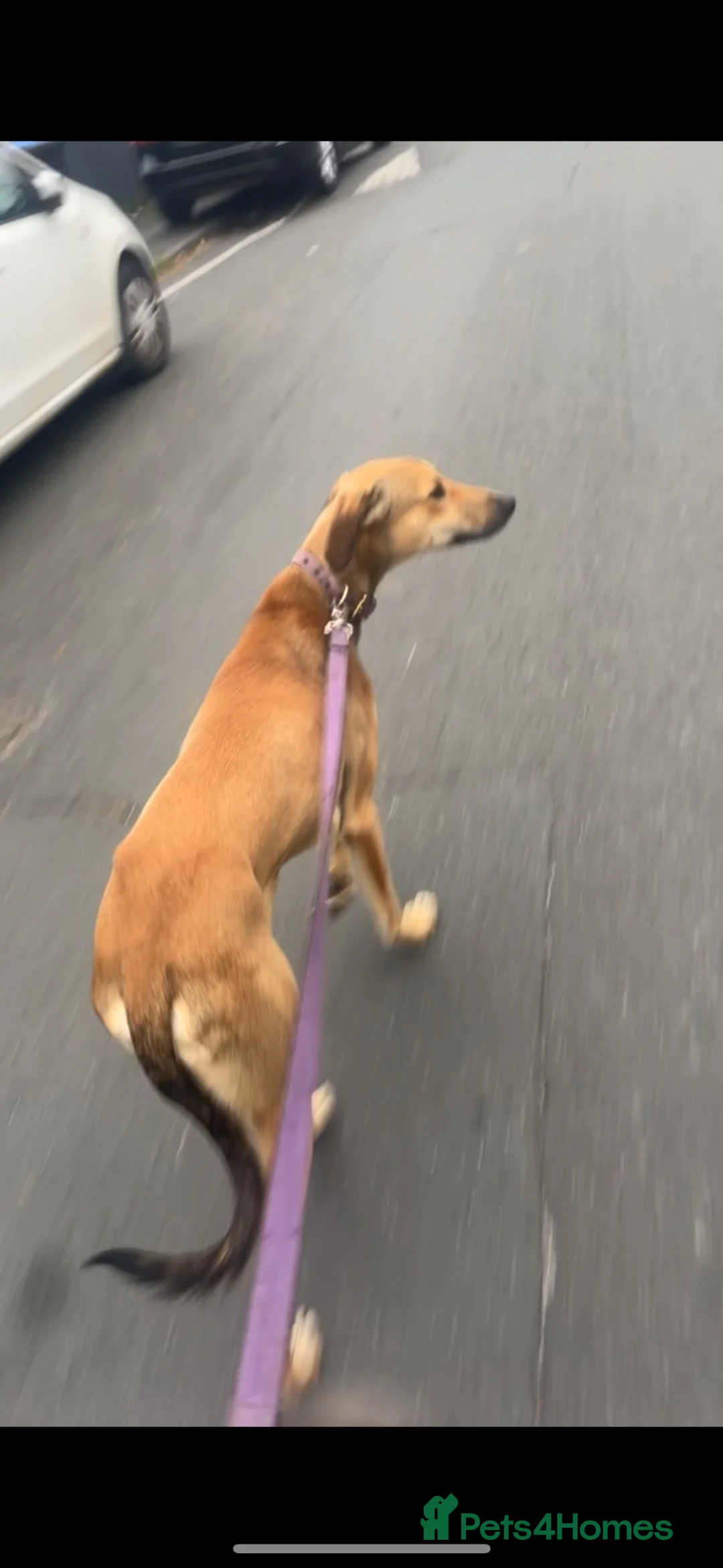 Lurcher dogs for sale: Saluki bull greyhound  - Advert 3