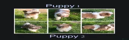Shih Tzu dogs for sale: 💙 FLUFFY TEDDY BEAR SHIH TZU BOYS 💙 - Advert 1