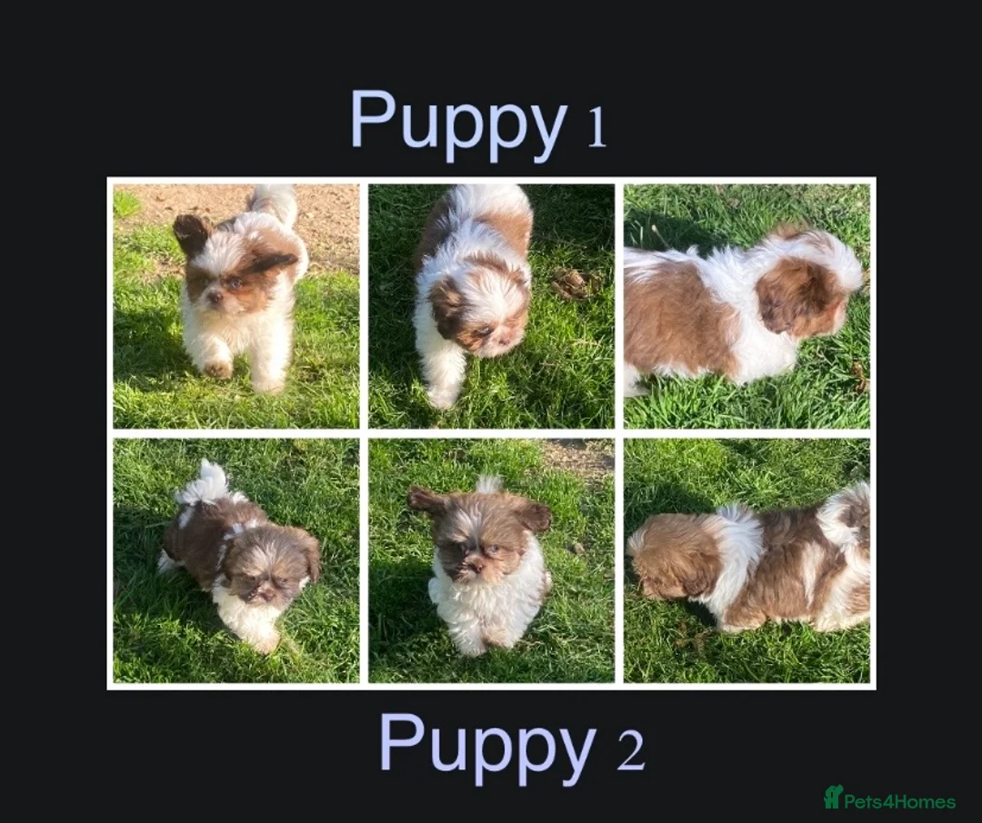 Shih Tzu dogs for sale: 💙 FLUFFY TEDDY BEAR SHIH TZU BOYS 💙 - Advert 1