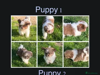 Shih Tzu dogs 💙 FLUFFY TEDDY BEAR SHIH TZU BOYS 💙 - Advert 17
