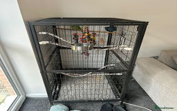 Ringnecks birds for sale: Male Green Ringneck for sale  - Image 4