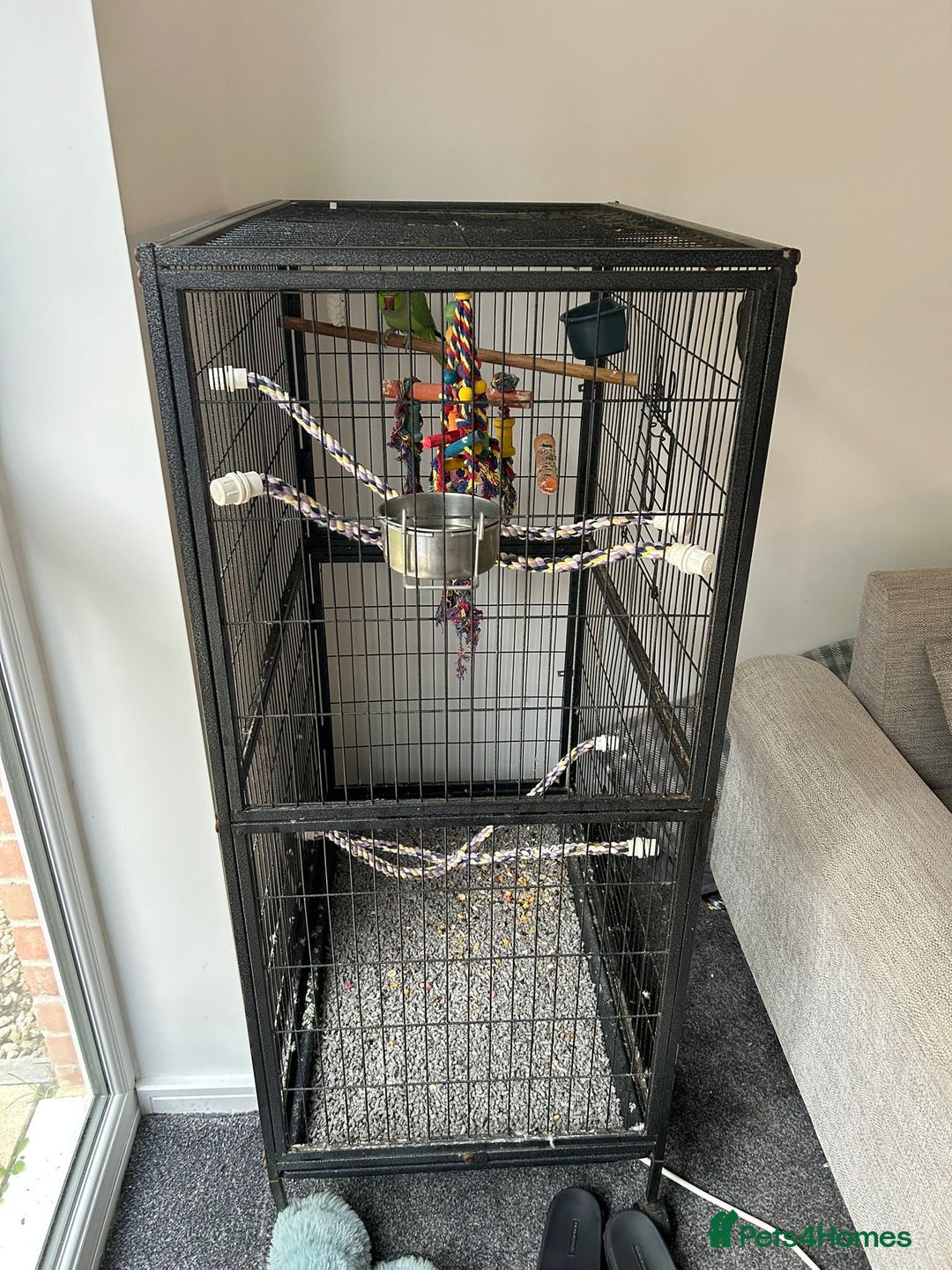 Ringnecks birds for sale: Male Green Ringneck for sale  - Image 4