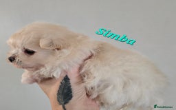 Mixed Breed dogs for sale: F1 Maltipom puppies from health tested parents  - Image 9