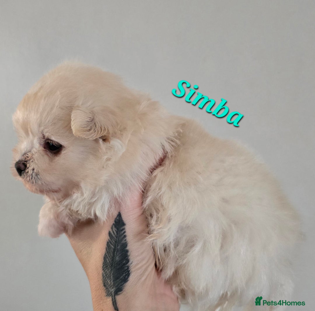Mixed Breed dogs for sale: F1 Maltipom puppies from health tested parents  - Image 9