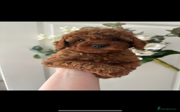 Cavapoo dogs for sale: STUNNING DEEP RED CAVAPOO PUPPIES  - Image 8