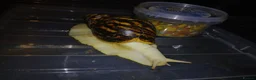 Snails invertebrates for sale: Albino Giant African Snails Marginata - Advert 3