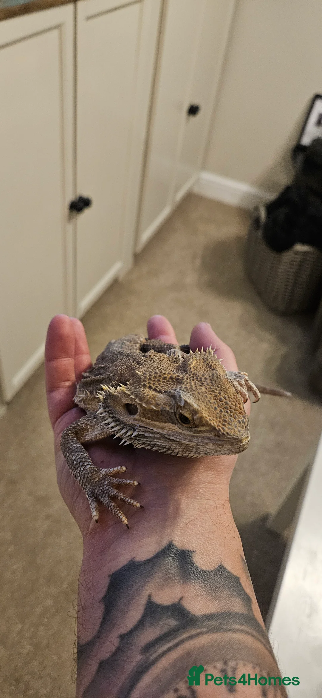 Bearded Dragon reptiles for sale: Bearded dragon - Advert 1