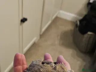 Bearded Dragon reptiles Bearded dragon - Advert 12