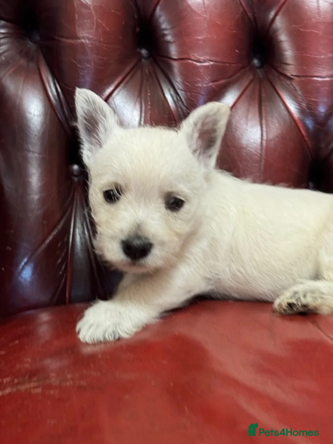 West Highland Terrier dogs for sale: One Kennel Club registered Male Puppy available. - Advert 9