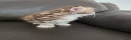 Siberian cats for sale: Pure gorgeous Siberian Kittens - Advert 33