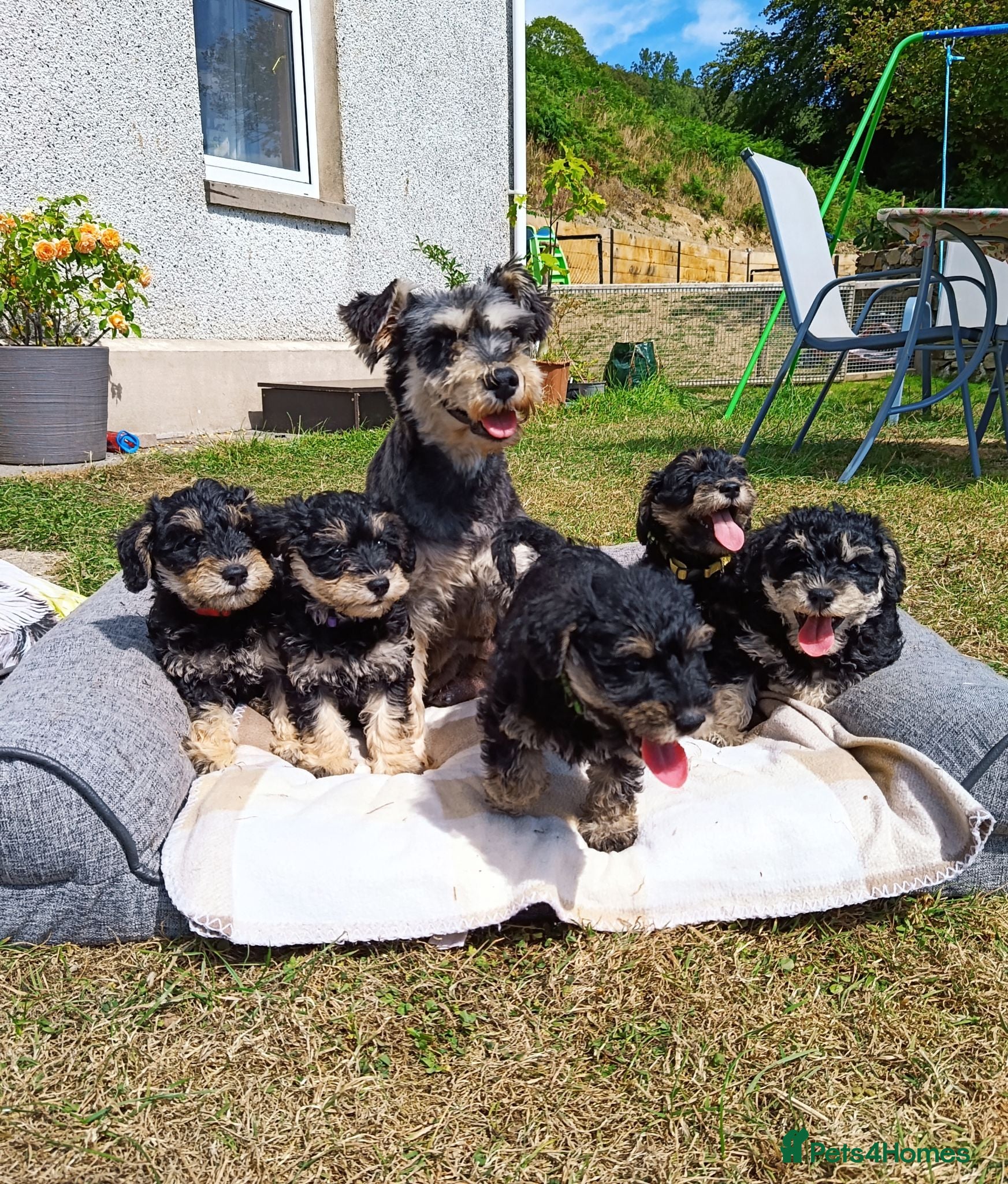 Schnoodle dogs ❤️ Stunning Schnoodles ❤️ - Advert 2