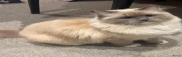 Ragdoll cats for sale: Beautiful Blue Bicolour Ragdoll  - Advert 2