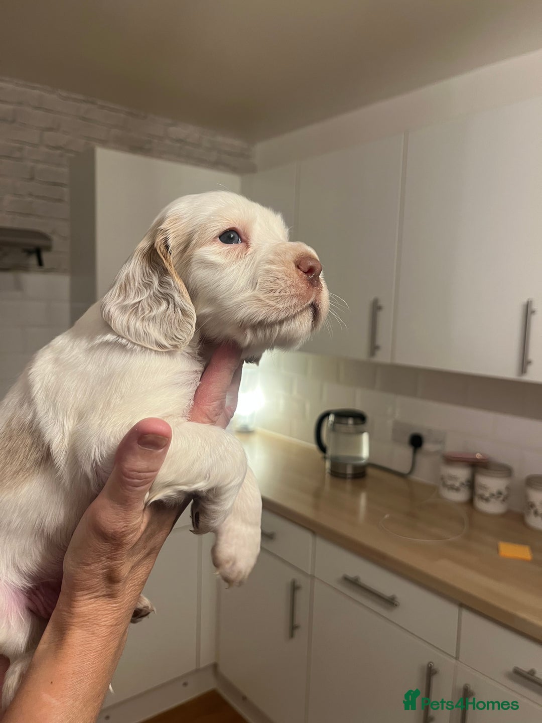 Cocker Spaniel dogs for sale: BEAUTIFUL COCKER SPANIEL PUPS - Advert 30