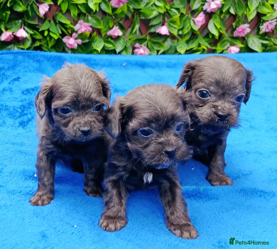 Mixed Breed dogs for sale: TOY FIRST GEN SHIHPOO PUPS PARENTS HEALTH TESTED  - Advert 8