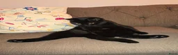 Mixed Breed cats for adoption: 1/2 British Shorthair Cat  - Advert 5