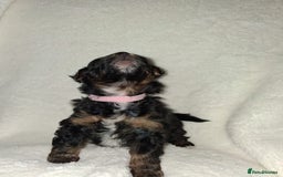 Mixed Breed dogs for sale: Yorkshire Terrier x Pomeranian Puppys - Advert 24