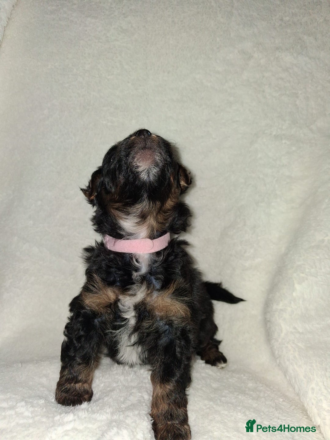 Mixed Breed dogs for sale: Yorkshire Terrier x Pomeranian Puppys - Advert 24