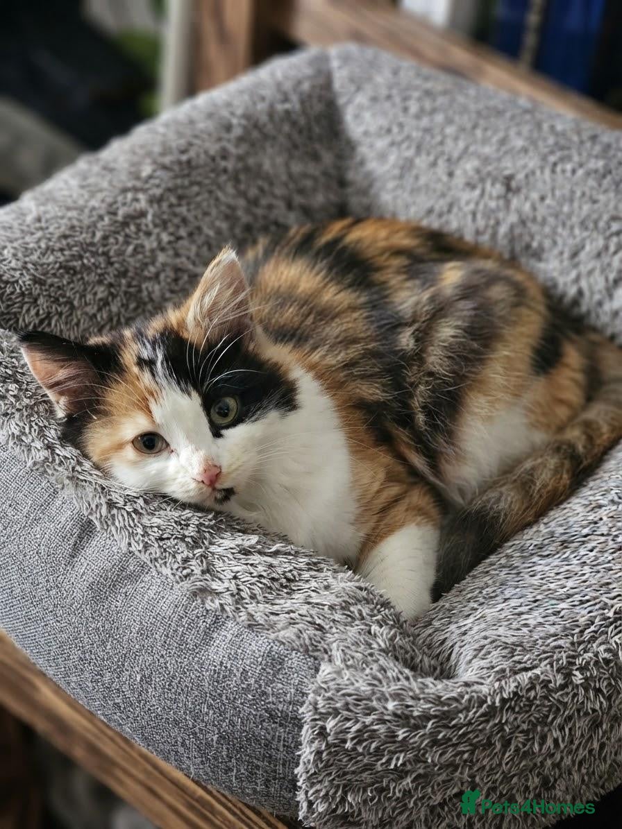 Mixed Breed cats Adorable Fluffy Calico and Ginger Kittens - Advert 3