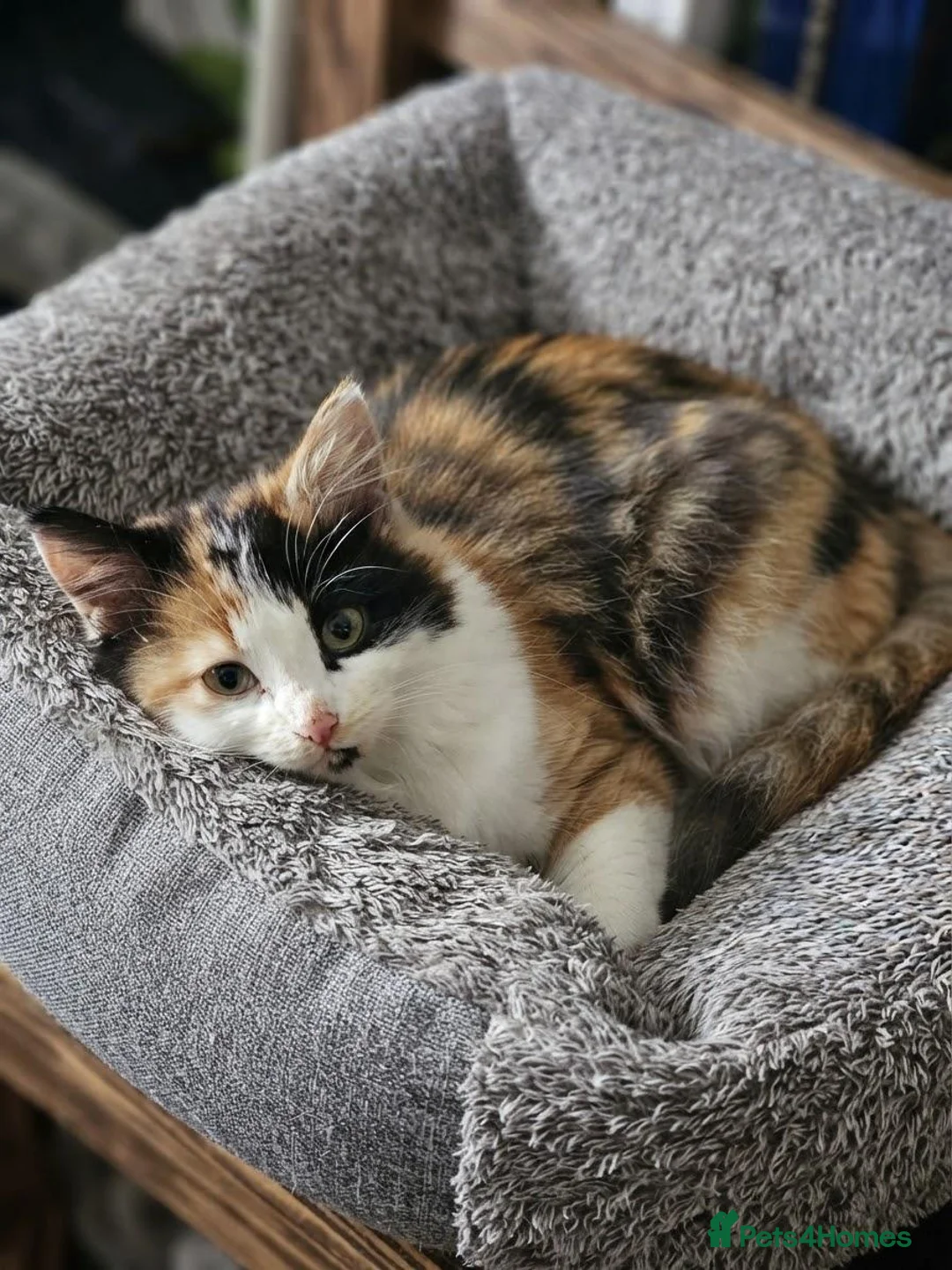 Mixed Breed cats for sale: Adorable Fluffy Calico and Ginger Kittens - Advert 1